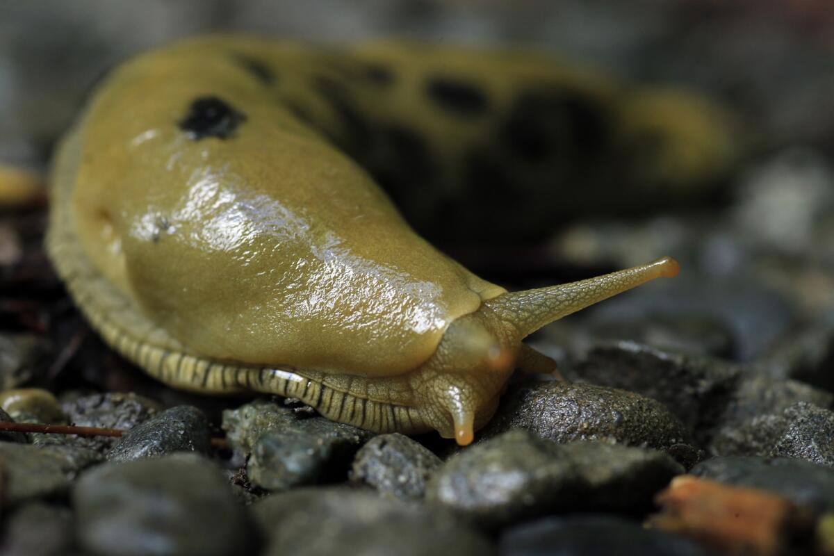 A giant Banana Slug slimes along a trail in the Humboldt Redwoods State Park off the Avenue Of The Giants on April 22, 2014. The giant slug is a decomposer because it eats dead plant material and excretes a nitrogen rich fertil