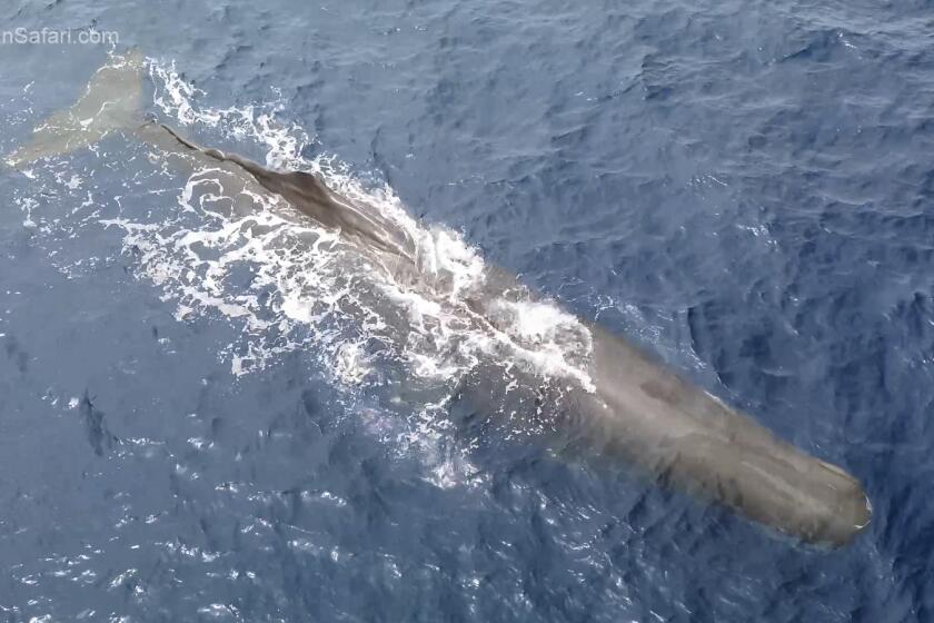 A sperm whale was found off the coast of Dana Point on June 8. 