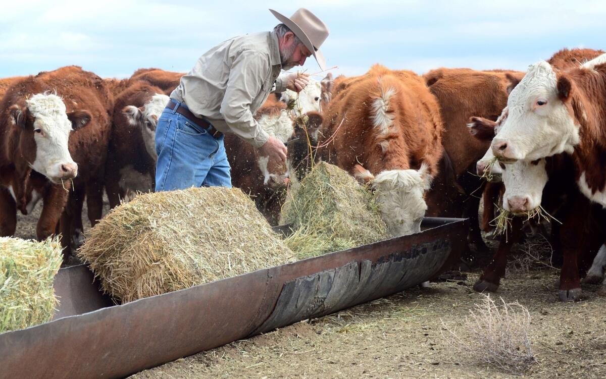 California rancher Nathan Carver drops off bails of hay to feed his herd of beef cattle on the outskirts of Delano, in California's Central Valley.