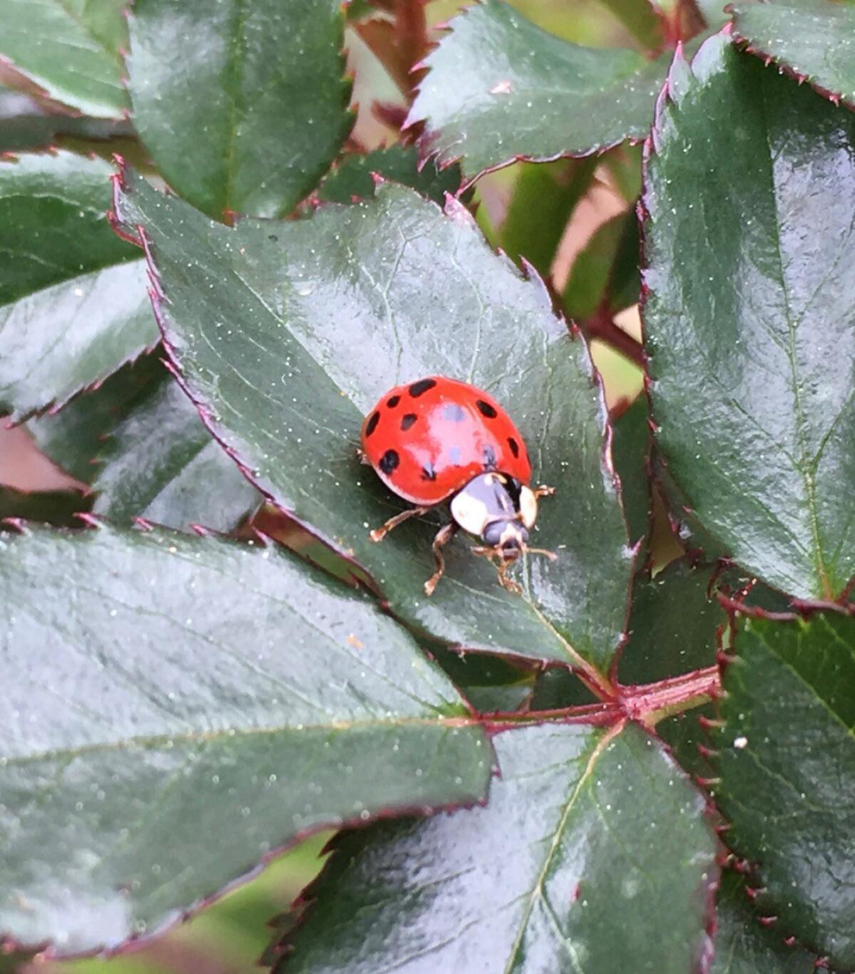 The lady beetle is a beneficial insect in the garden.
