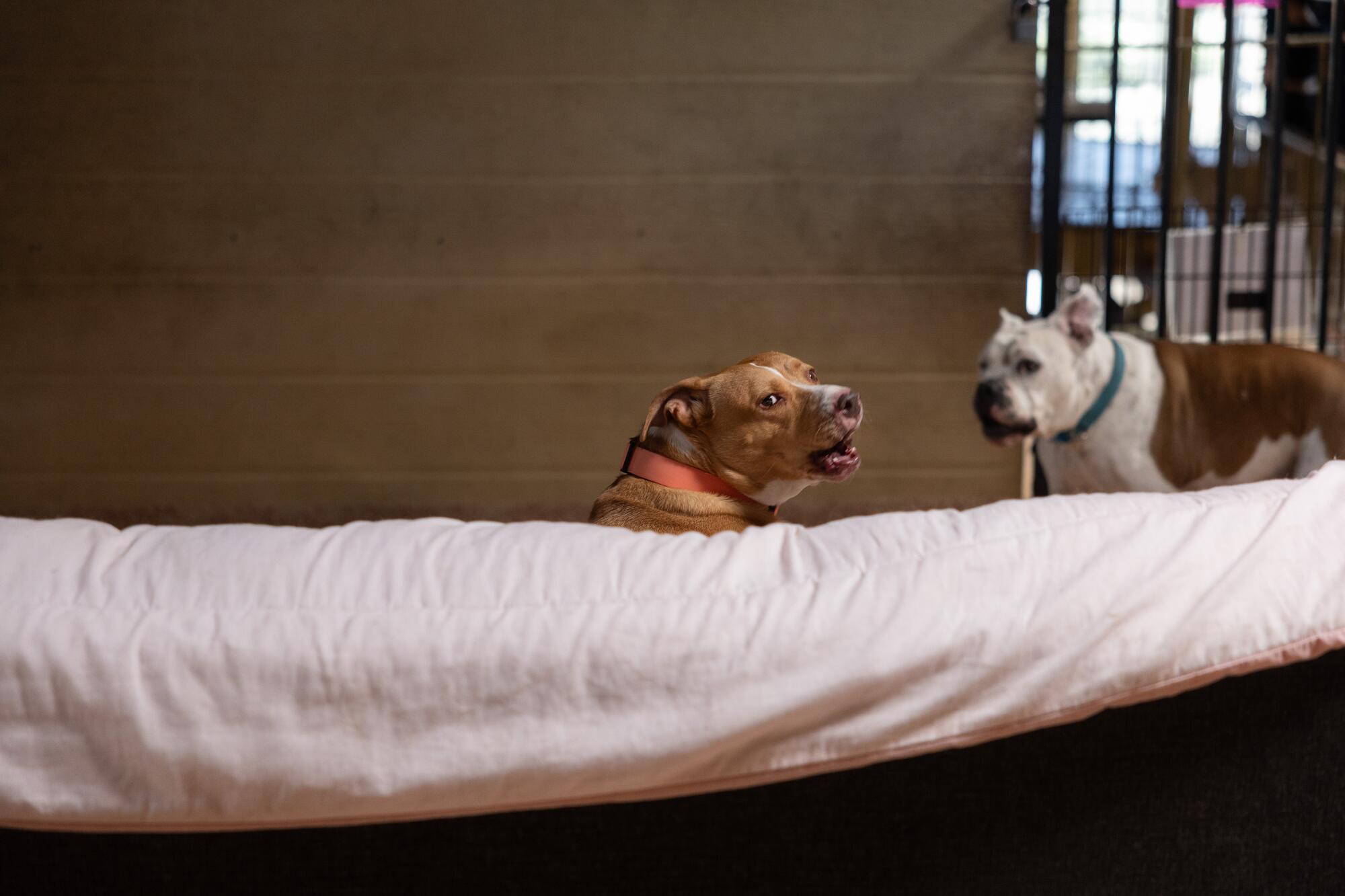 Dos perros yacen en su espacio.