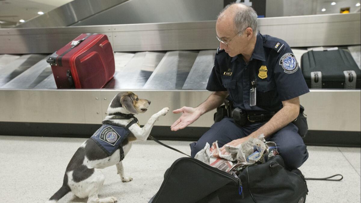 U.S. Customs and Border Protection agriculture specialist James Silverio gives his dog Millie a high-five for finding agricultural contraband, just one way you can mess up in Global Entry's eyes.