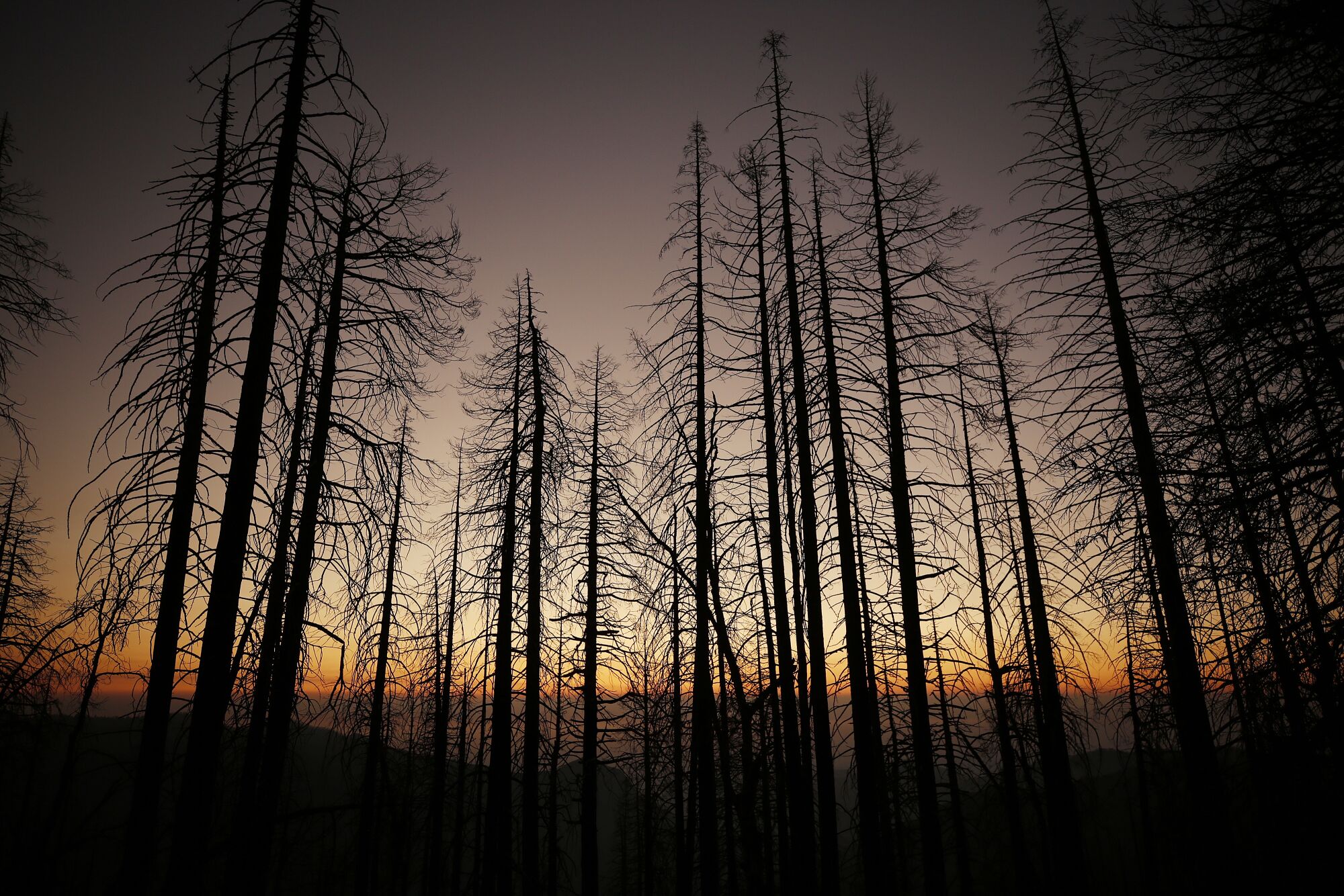 Barren trees in front of a smoky orange and purple sunset