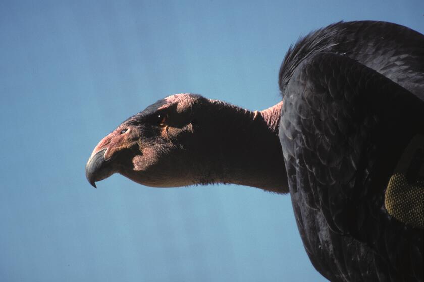 He may look fierce but California condor Sisquoc is a gentle and doting father. Sisquoc and his mate, Shatash, live at the San Diego Zoo Safari Park's California Condor Facility, where they have produced 23 chicks and enthralled viewers of the park's online Condor Cam. The California condor is critically endangered, but breeding and conservation have helped the species start a comeback.