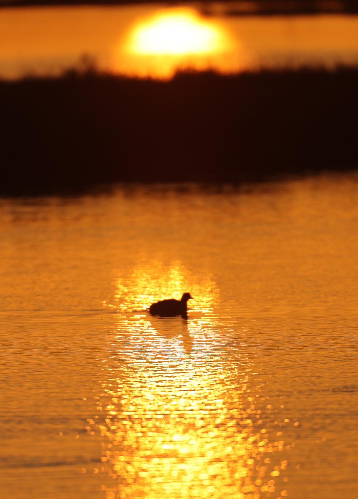 An American coot floats through the water during sunrise at Bolsa Chica Ecological Reserve in Huntington Beach.
