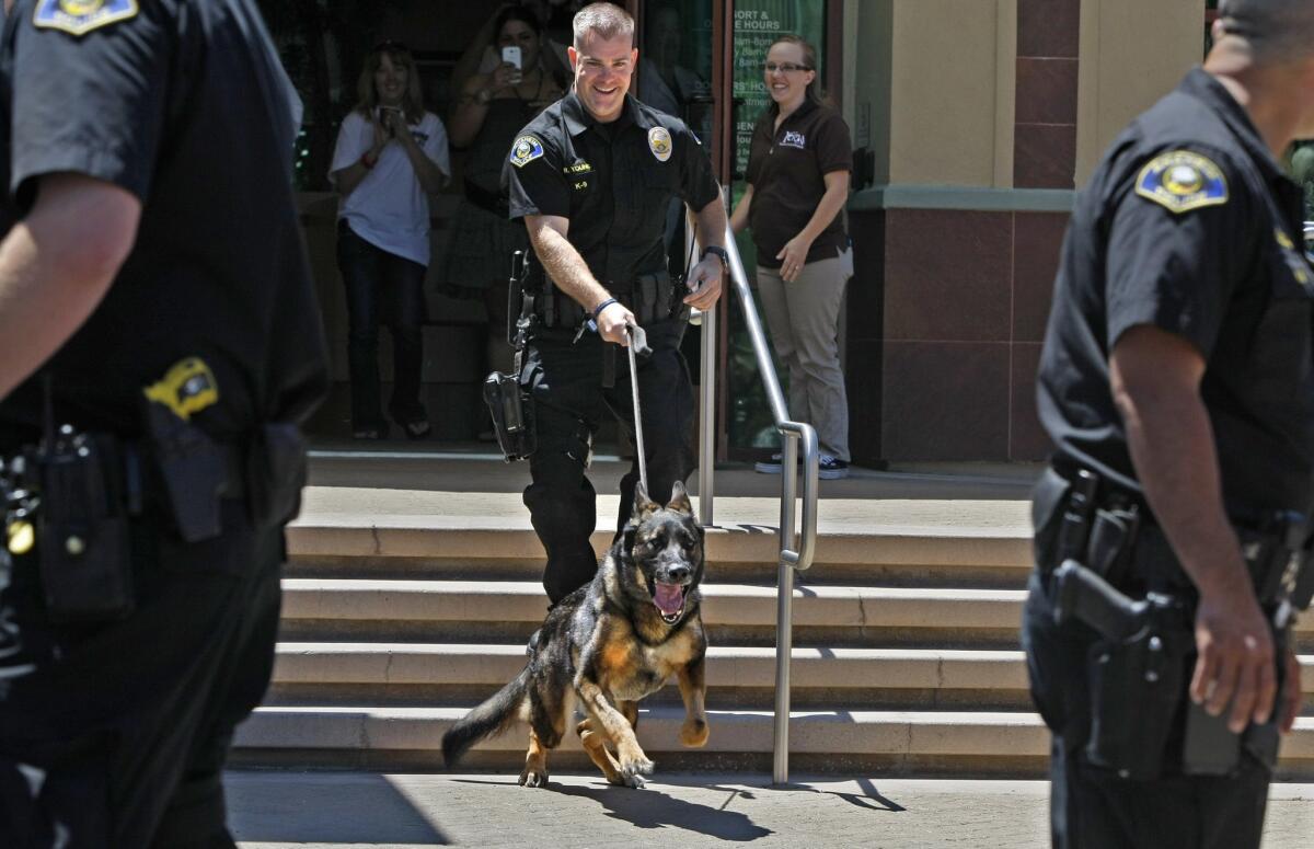 Anaheim Police Officer R. J. Young holds tight as Bruno the police dog, wounded in the line of duty, bounds out of Yorba Regional Animal Hospital. Bruno died Wednesday morning due to complications from the 2014 shooting.