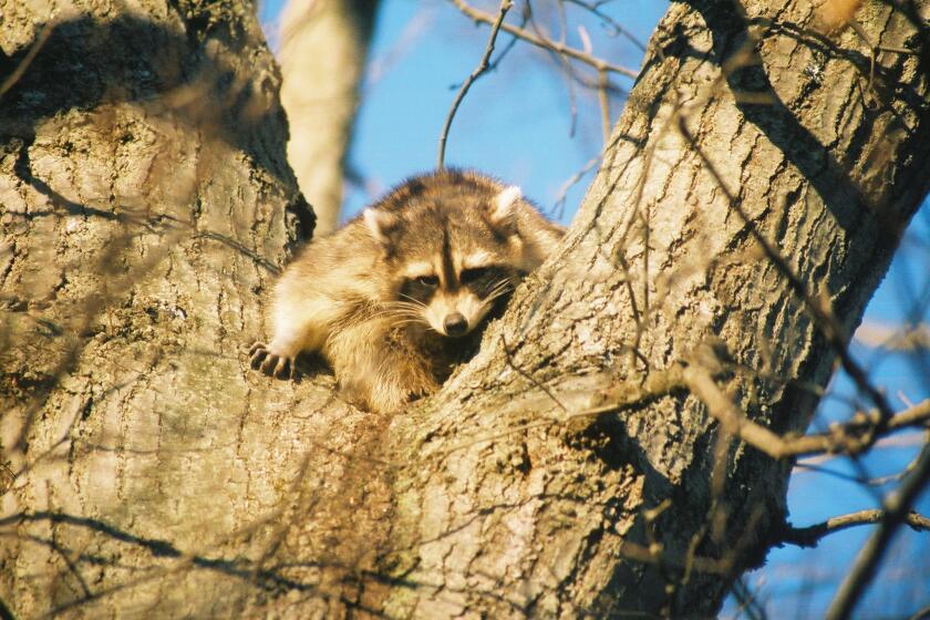With their nimble hands, raccoons can break into many garden enclosures.