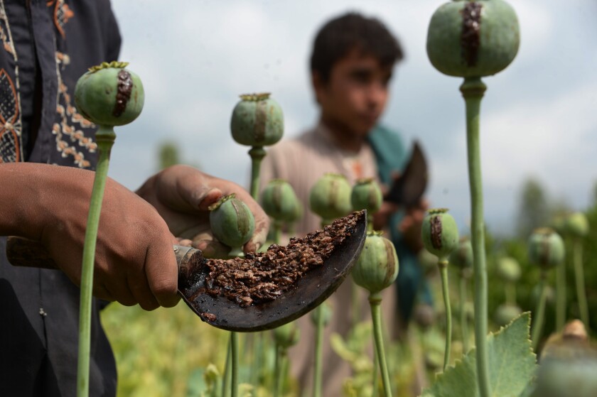 Afghan farmers use hand tools with curved blades to scrape opium gum from poppies in a field