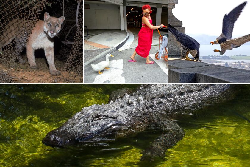 The incredible tale of Reggie the alligator and other top animals stories from 2022.