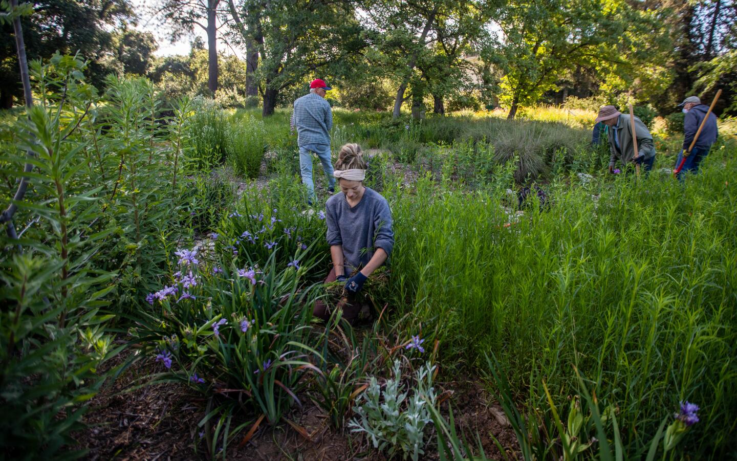 Horticulturist Laura Christianson, middle, works at the California Botanic Garden in Claremont.