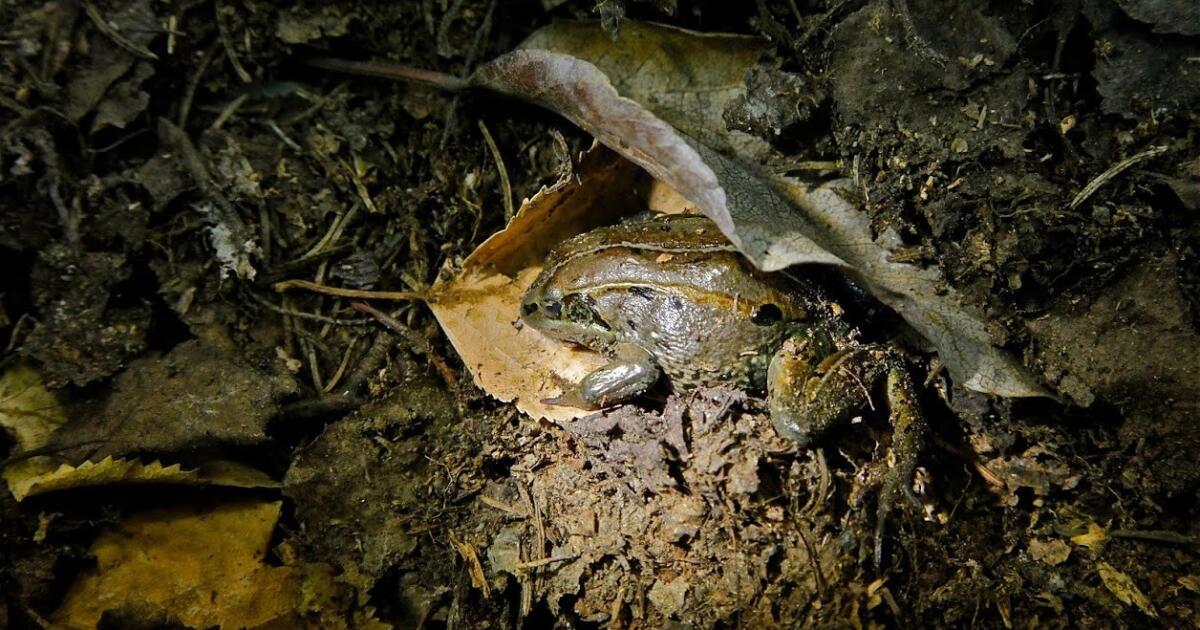 World's biggest frogs are so strong they move heavy rocks to build their  own ponds