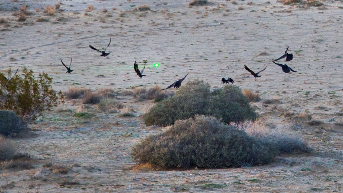 A green laser scares away a gaggle of ravens in Joshua Tree.