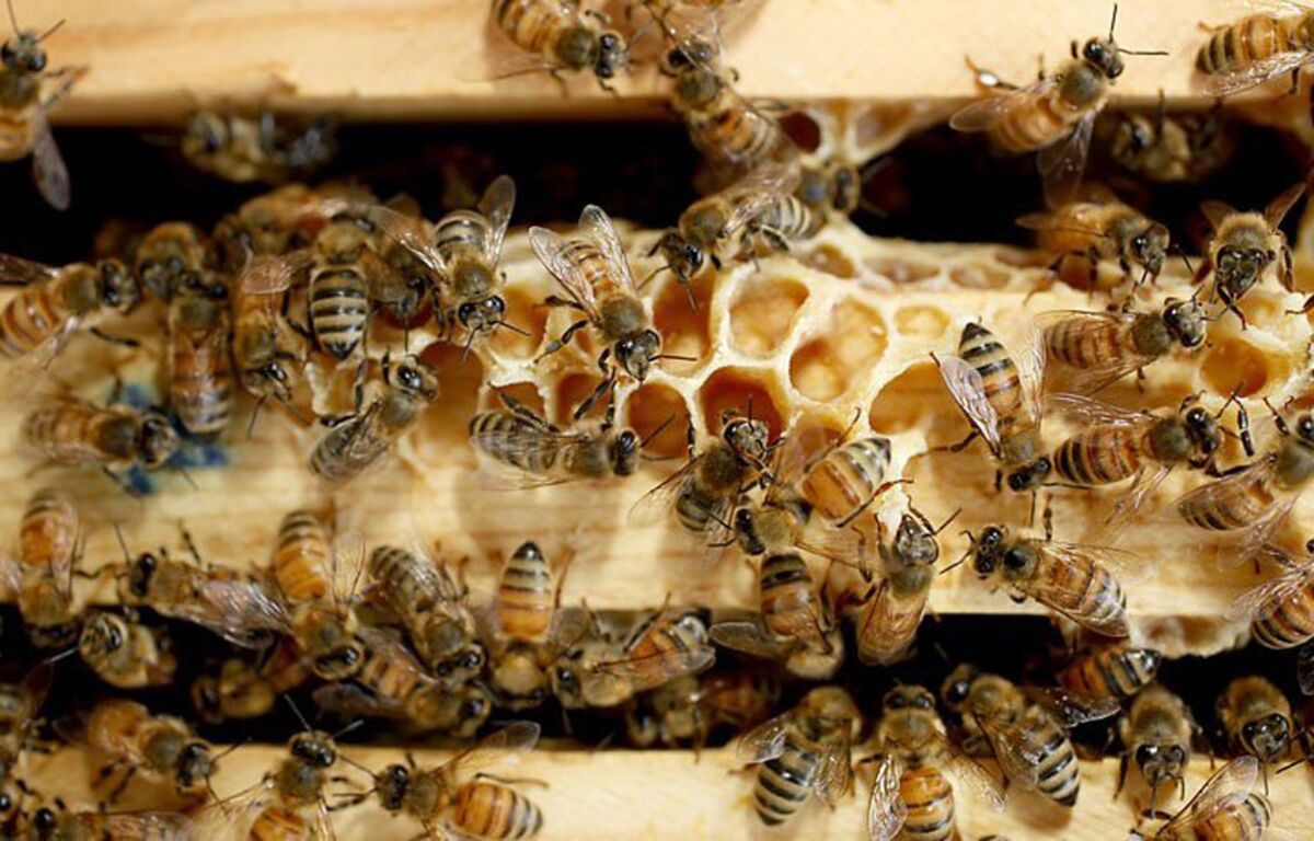Honeybees inside hives at a Bayer CropScience facility in Raleigh, N.C.