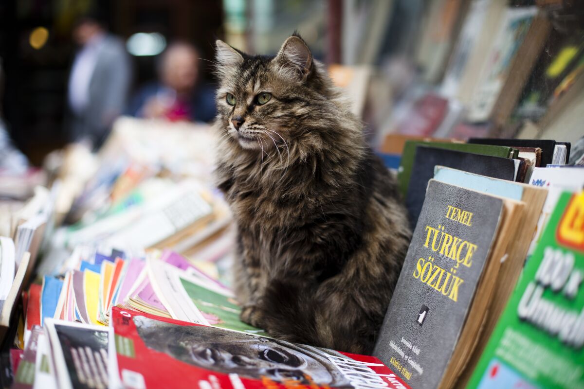 A cat sits among books at a bookstore in Istanbul.