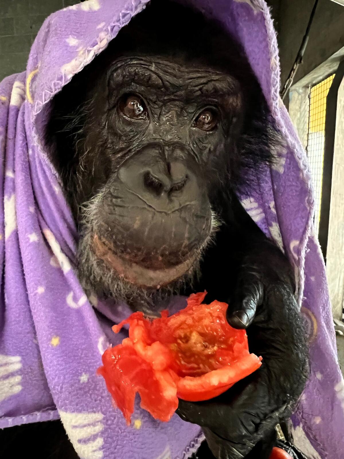 Tonka the chimpanzee, wrapped up in a purple blanket eating a red tomato.