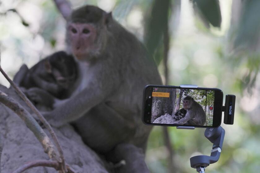 YouTuber Ium Daro, who started filming Angkor monkeys about three months ago, follows a mother and a baby along a dirt path with his iPhone held on a selfie stick near Bayon temple at Angkor Wat temple complex in Siem Reap province, Cambodia, Tuesday, April 2, 2024. The 41-year-old said he hadn't seen any monkeys physically abused, and that he didn't see a problem with what he and the others were doing to make a living. Cambodian authorities are investigating the abuse of monkeys at the famous Angkor UNESCO World Heritage Site. (AP Photo/Heng Sinith)