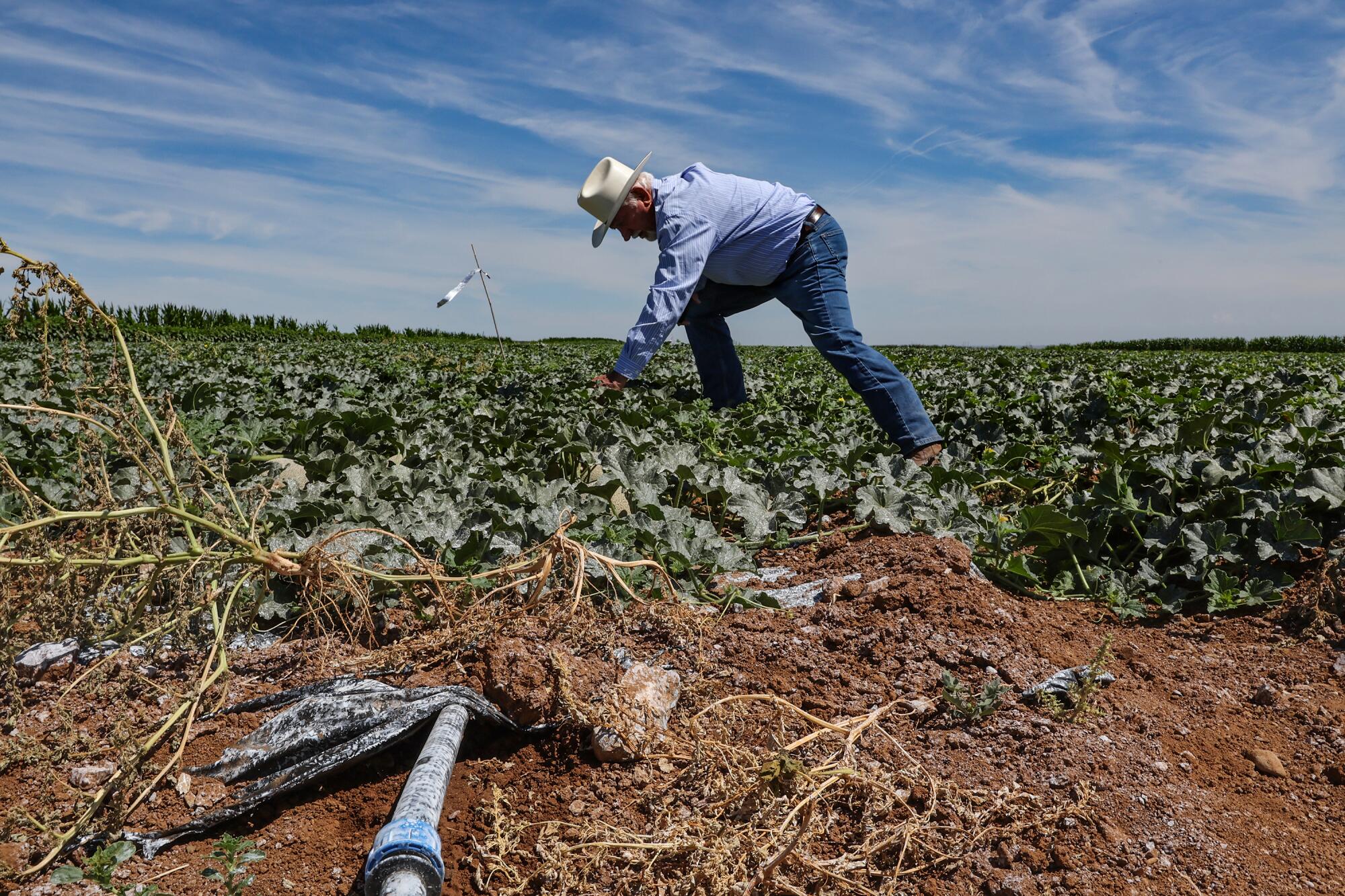 Farmer Joe Del Bosque tours his land to show its water delivery system.
