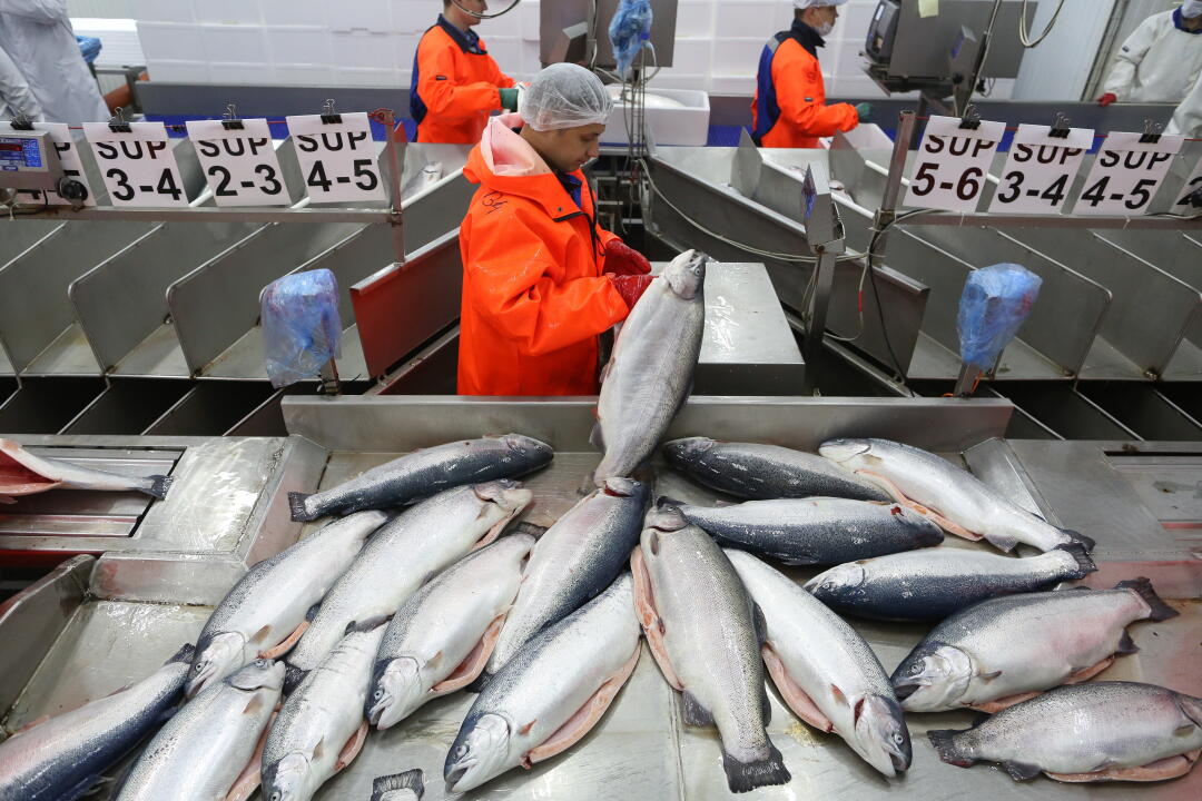 Fish Worker The hidden cost of farmed fish: Pollution, forced labor and the ...