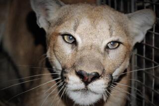 Sept. 8 photo of P-99, a female mountain lion estimated to be around 2-3 years old. P-99 was found in the western portion of the Santa Monica Mountains. (Jeff Sikich/NPS)