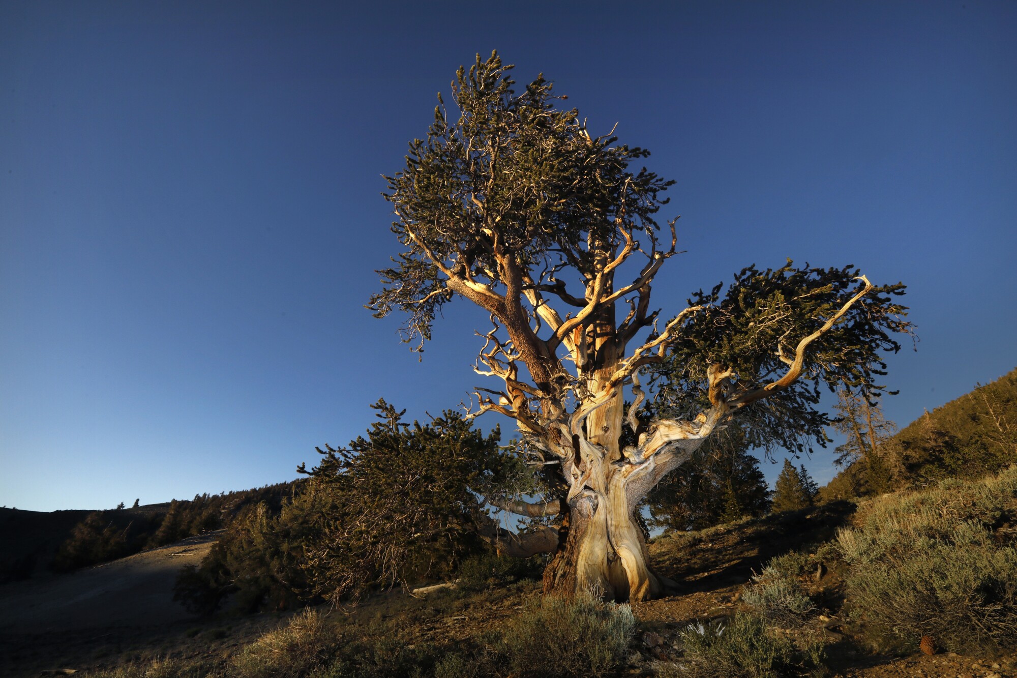 A bristlecone pine.