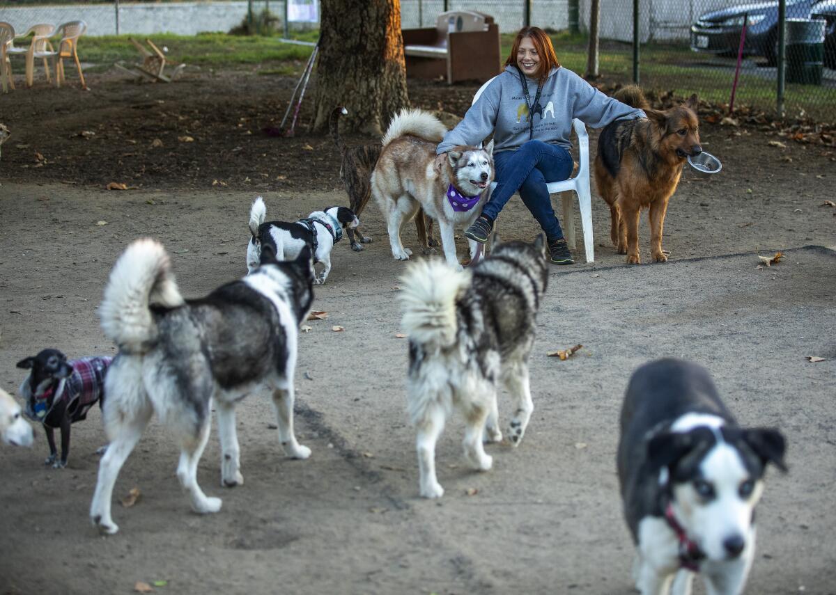 Dogs play at an off-leash dog park in Encino while a person sits and watches. 
