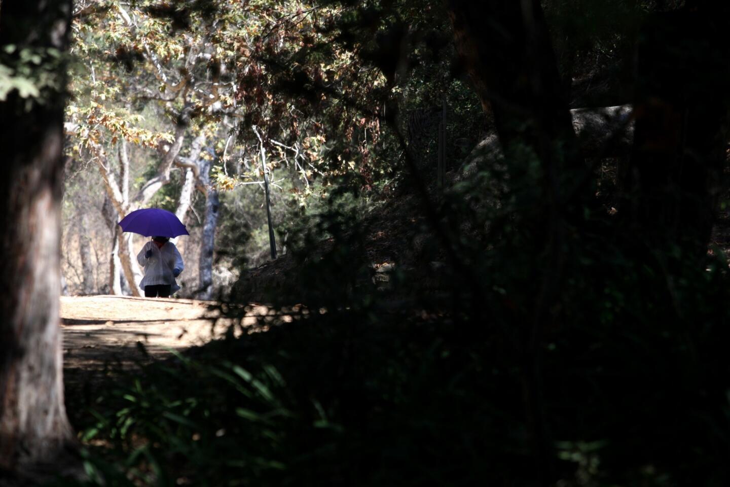 Fern Dell walk: Cool shade awaits at Fern Dell in Griffith Park