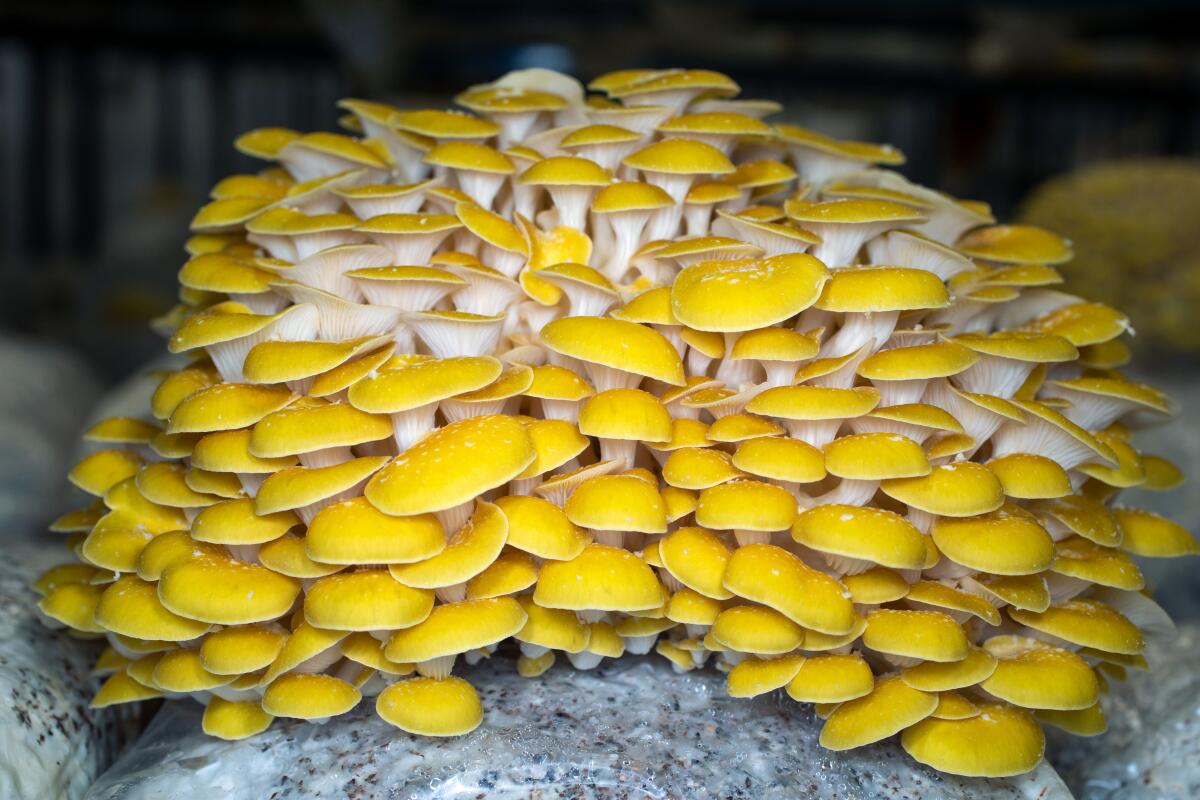 Yellow oyster mushrooms