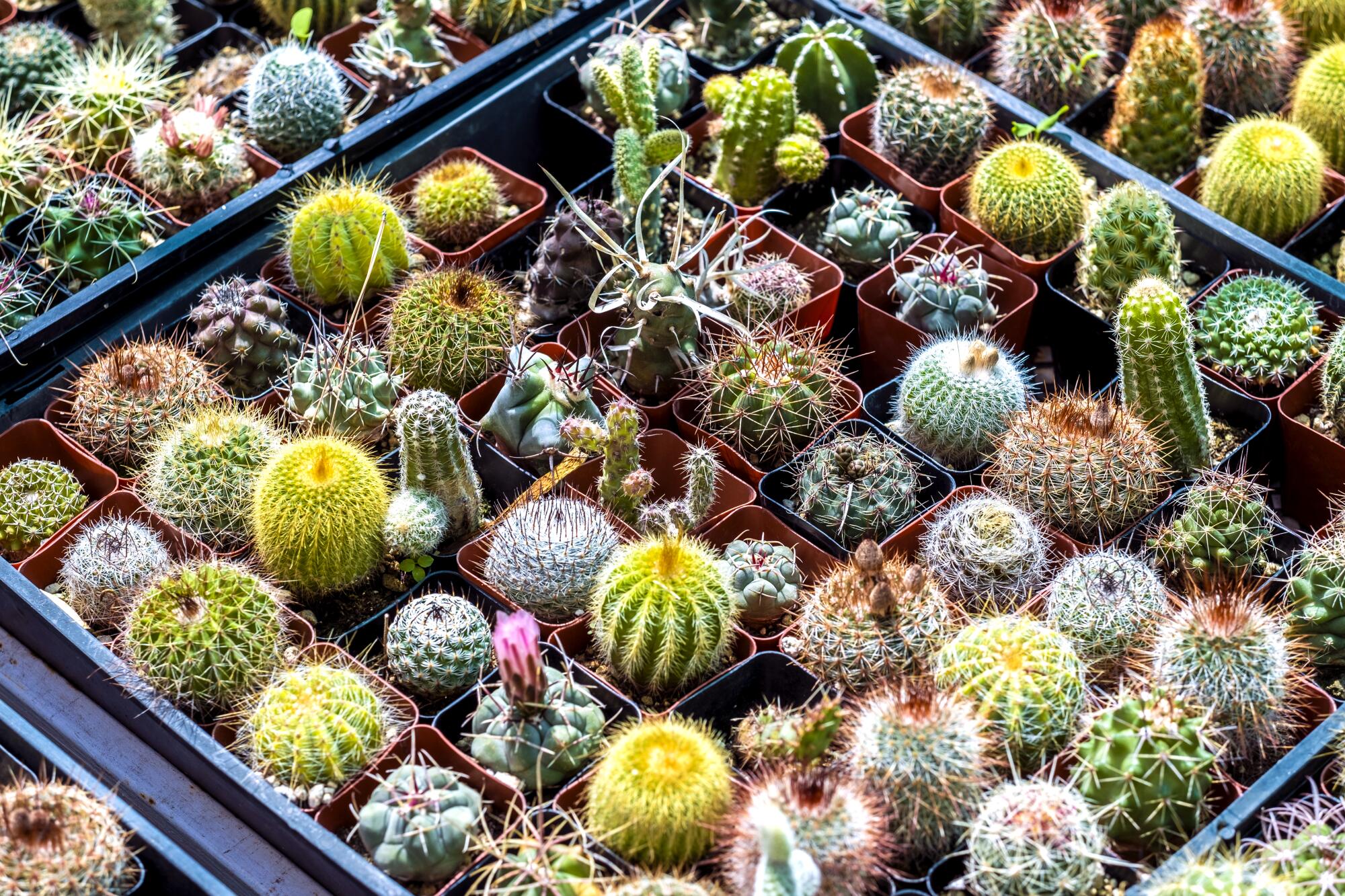 Small green cacti plants in planter boxes. 