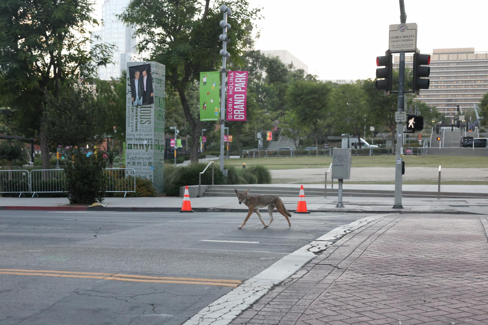A coyote runs across Spring Street near City Hall on Sunday night just after curfew.