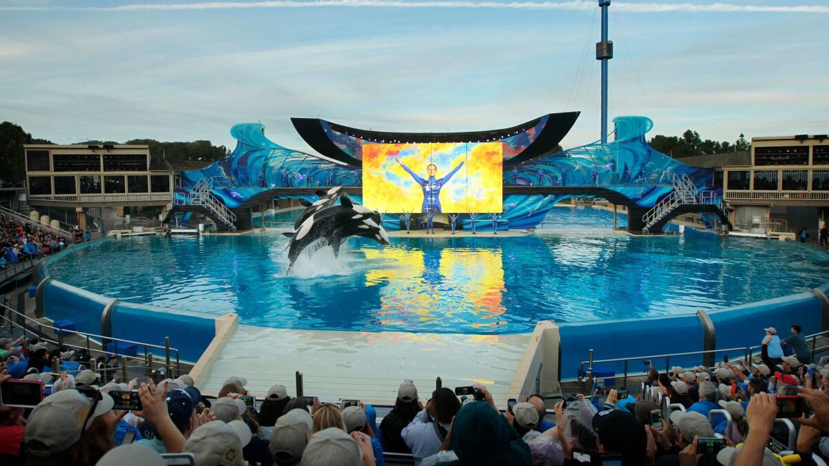 Killer whales perform during the final Shamu show, One Ocean, at Sea World San Diego on Jan. 8, 2017.