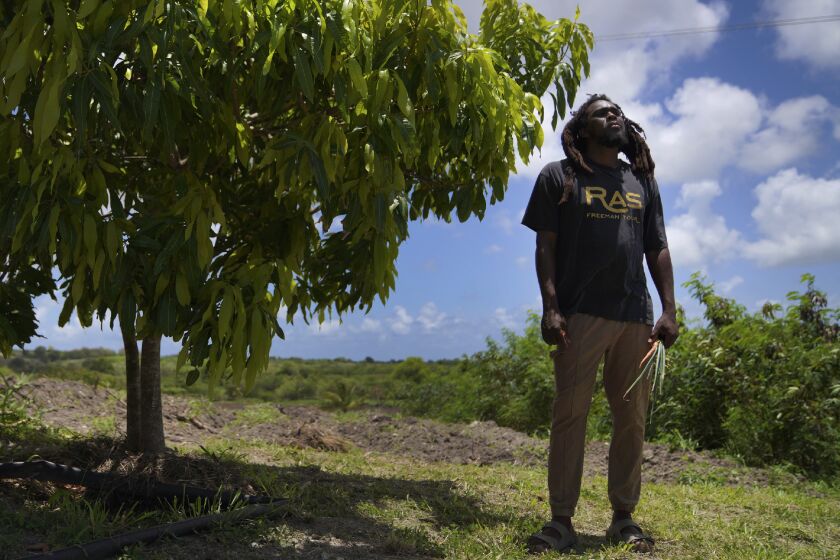 Ras Richie stands on the Rastafari farm and sacred grounds of the Ras Freeman Foundation for the Unification of Rastafari on Saturday, May 13, 2023, in Liberta, Antigua. He is a co-founder of Humble and Free Wadadli, which leads eco-tours to the farm where cannabis, fruit and vegetables are grown. (AP Photo/Jessie Wardarski)