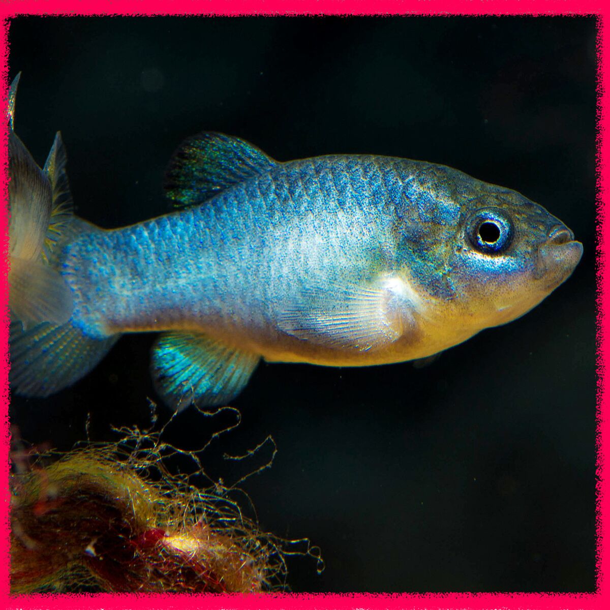 Devil's Hole pupfish.