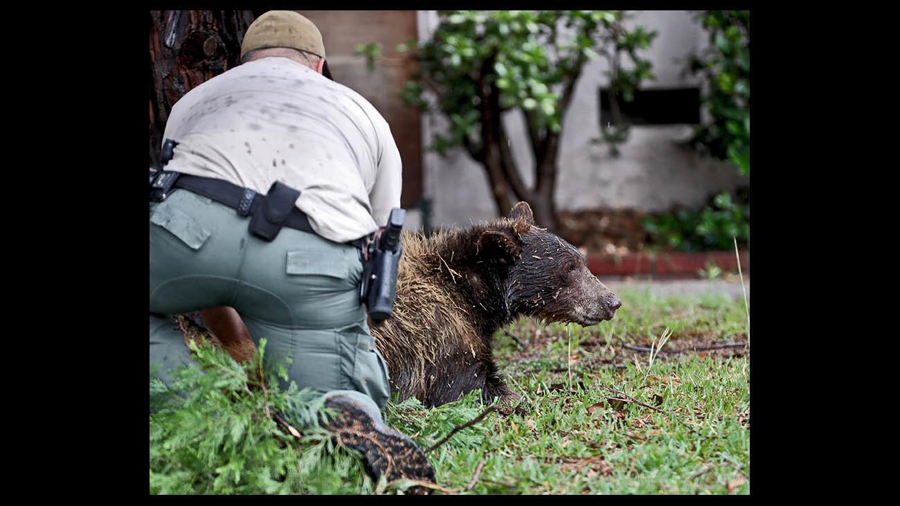 Photo Gallery: Young black bear causes stir in local neighborhood