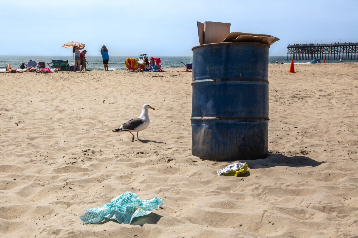 A seagull helps itself to an overflowing trash can in Pacific Beach on Wednesday, July 29, 2020 in San Diego.