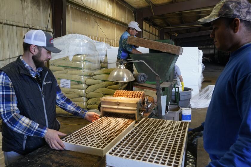 Fernando Osorio Loya, center, a contract worker from Veracruz, Mexico, stirs soil for a seeding machine as Jamie Graham, left, and Fredy Osorio, right, also a contract worker from Veracruz, Mexico, unload trays of seeded tobacco, Tuesday, March 12, 2024, at a farm in Crofton, Ky. The latest U.S. agricultural census data shows an increase in the proportion of farms utilizing contract labor compared to those hiring labor overall. (AP Photo/Joshua A. Bickel)