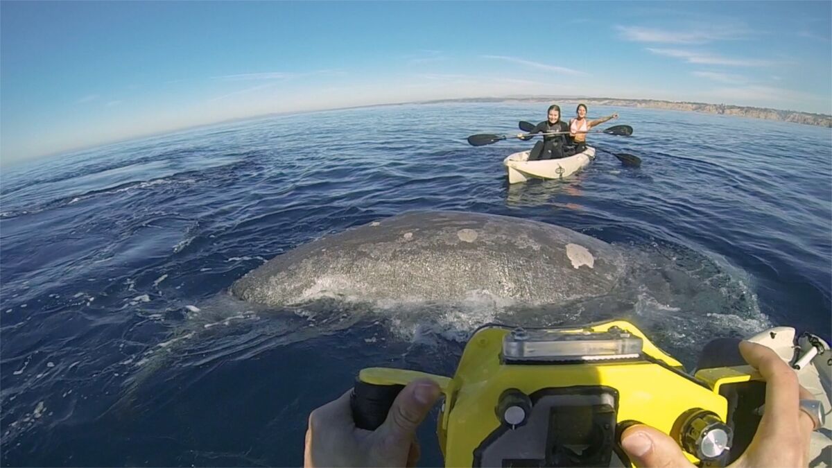 A company takes customers on two-hour kayak trips to watch whales.