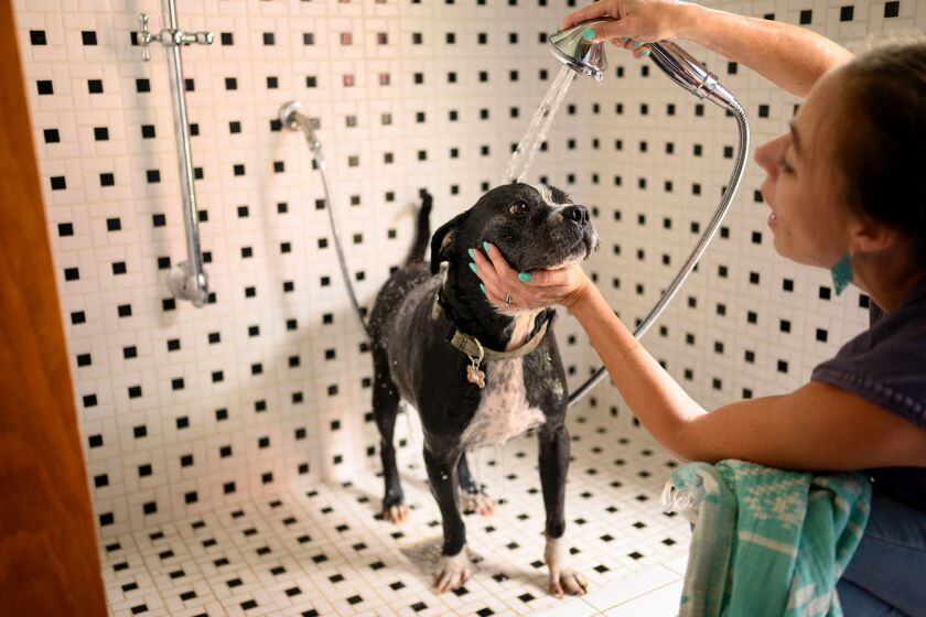 dog-shower