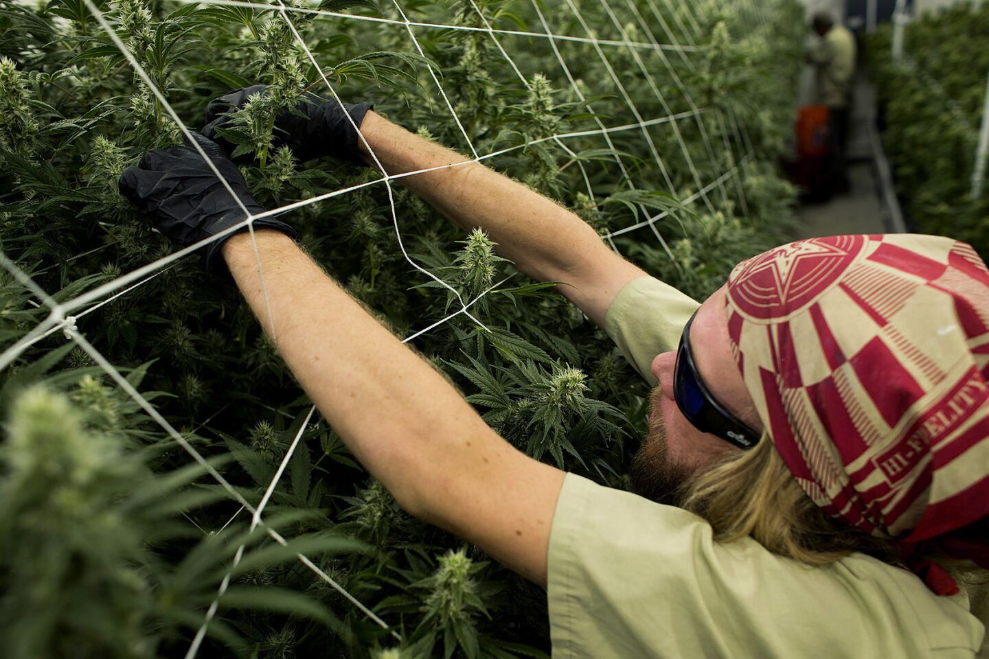 Why some pot businesses hide their cash — and others truck it straight to a federal vault