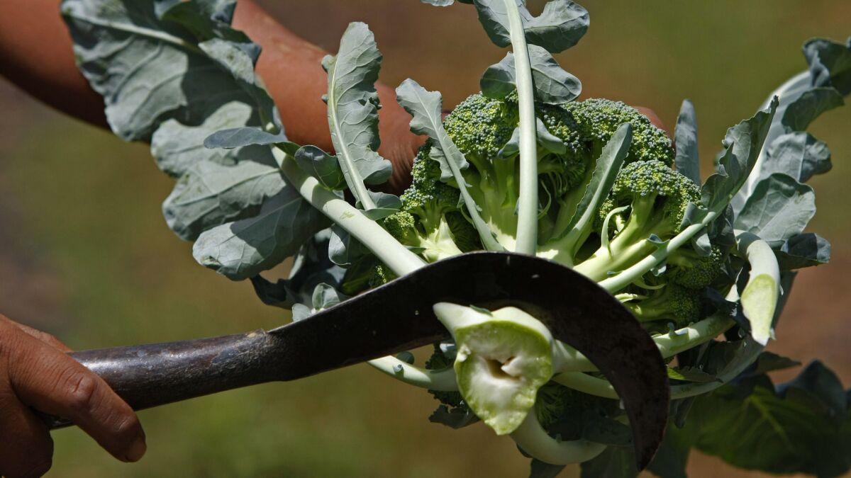 A farmworker trims a head of broccoli. A payment by two Holtsville, Calif.-based companies resolves a lawsuit filed by the Equal Employment Opportunity Commission.