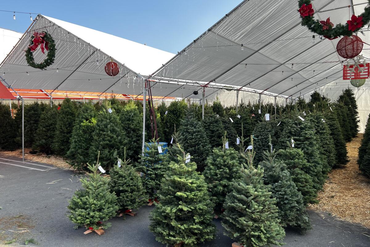 Christmas trees of various sizes under a tent