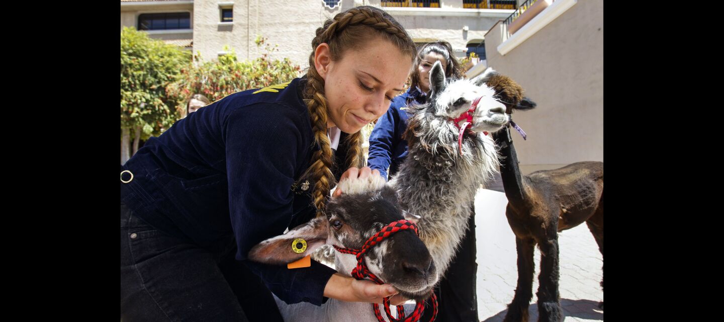 Poway High School student Taylor Nasland, 17, with the Future Farmers of America, holds a lamb named Charlie.