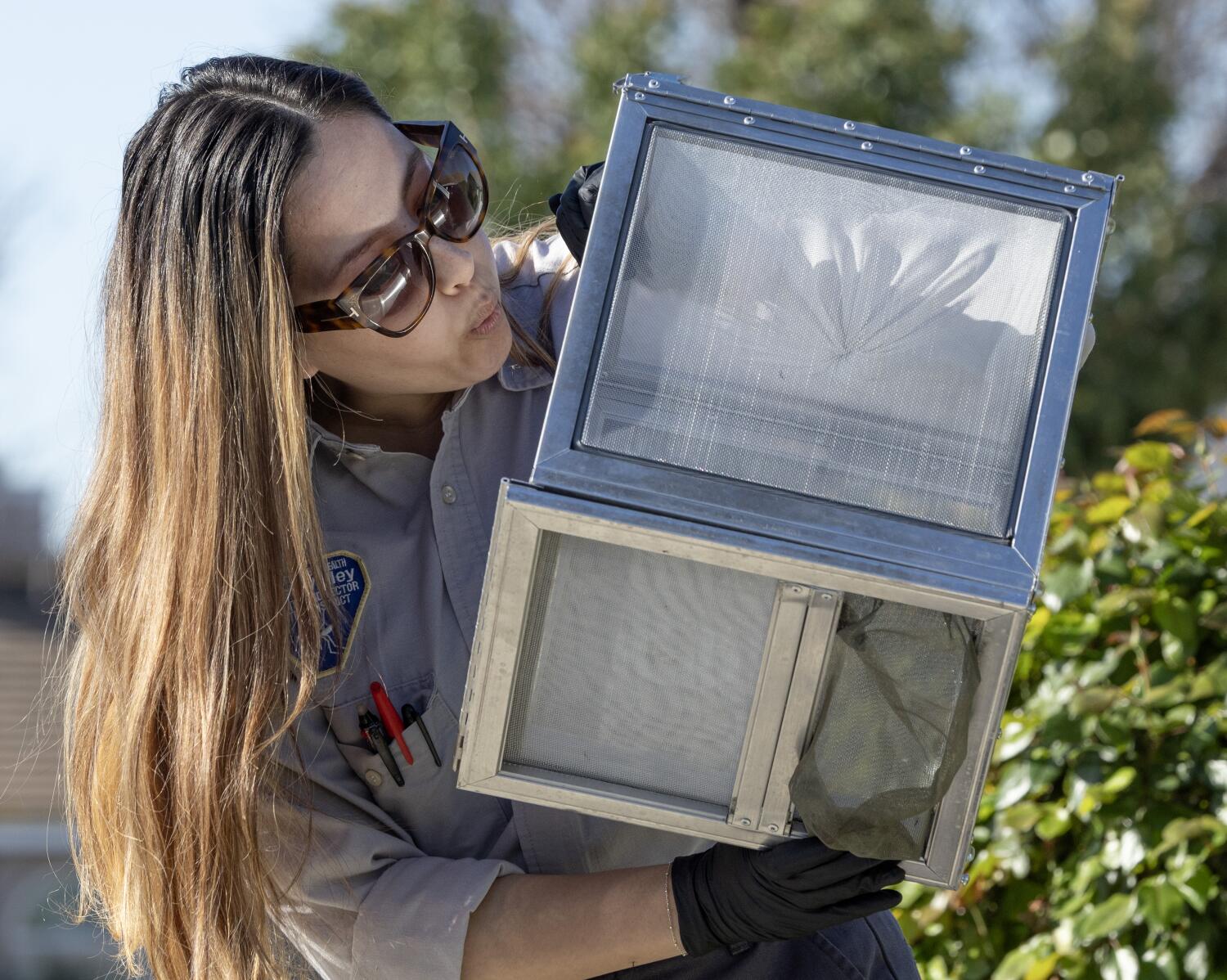 Image for display with article titled Mosquito Season Is Upon Us. So Why Are Southern California Officials Releasing More of Them?