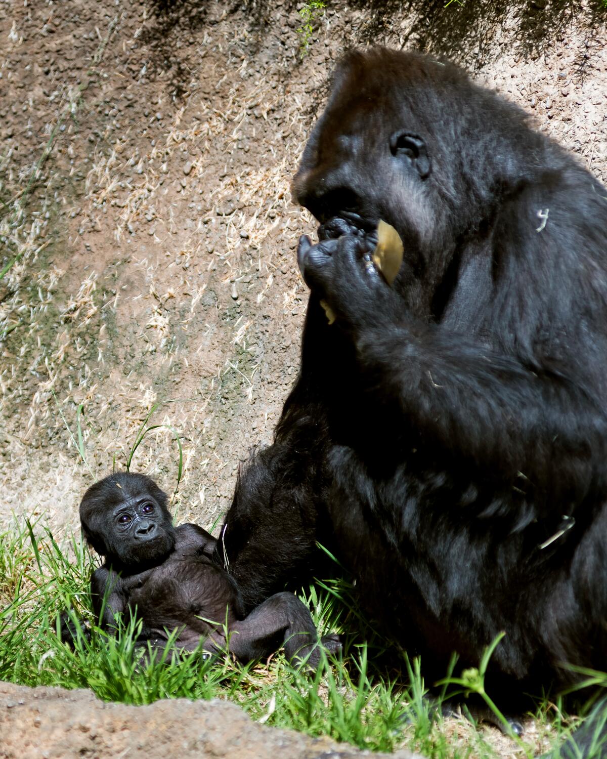 Female western lowland gorilla baby Angela with her mother, N'djia, at the Los Angeles Zoo.