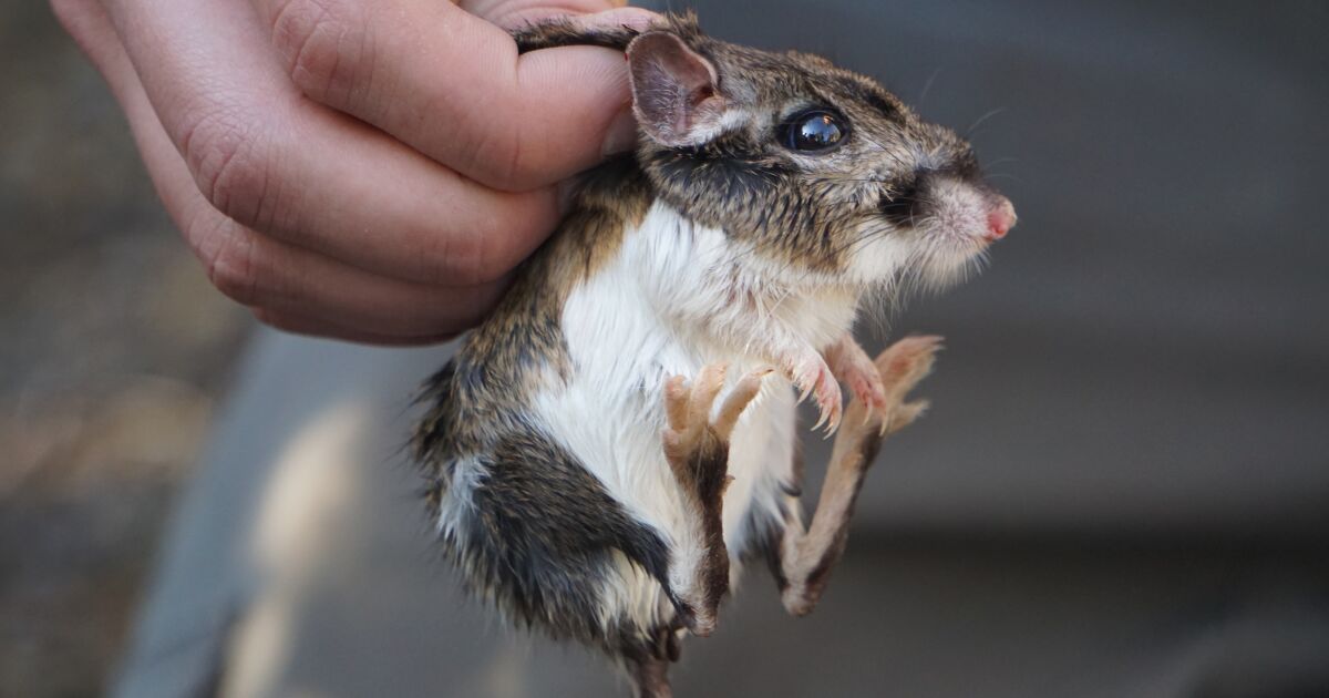 Kangaroo rat offers clues about health of Santa Cruz Mountains Kangaroo rat offers clues about health of Santa Cruz Mountains