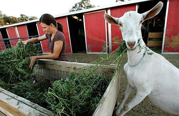 Kimberly Barnes breaks apart alfalfa hay while feeding her goats. She's a 4-H member whos also president of her Tehachapi chapter of the Future Farmers of America.