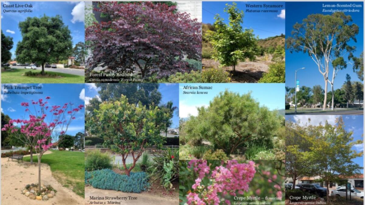 A sample of trees in the trail beautification plan.
