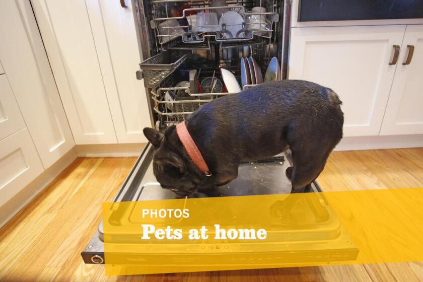 Nesta eats a few dropped crumbs from the meal prepared by chef Michael Cimarusti in the kitchen of his South Pasadena home.
