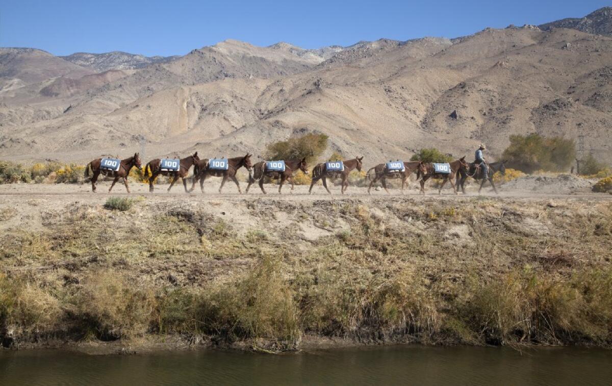 Lauren Bon's participatory art project, "100 Mules Walking the Los Angeles Aqueduct," is the subject of an "Artbound" documentary on KCET.
