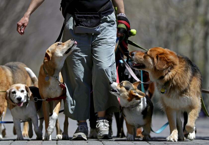 A person takes some dogs out for a walk.