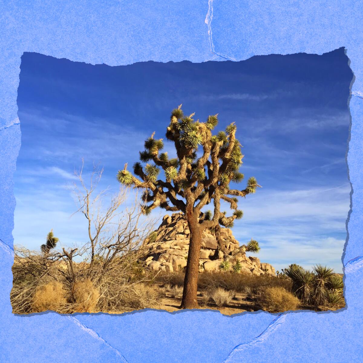 A Joshua tree stands amid a scrubby desert landscape with blue sky and wispy clouds in the background.